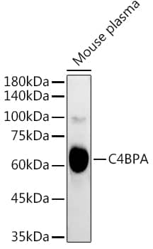 Western Blot: C4 binding protein A Antibody [NBP3-38450] - Western blot analysis of lysates from Mouse plasma, using C4 binding protein A Rabbit pAb at 1:3000 dilution.Secondary antibody: HRP-conjugated Goat anti-Rabbit IgG (H+L) at 1:10000 dilution.Lysates/proteins: 25ug per lane.Blocking buffer: 3% nonfat dry milk in TBST.Detection: ECL Basic Kit.Exposure time: 90s.