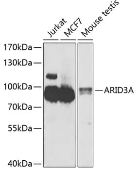 Western Blot: DRIL1 Antibody [NBP3-38452] - Western blot analysis of lysates from K-562 cells using DRIL1 Rabbit pAb at 1:1000 dilution.Secondary antibody: HRP-conjugated Goat anti-Rabbit IgG (H+L) at 1:10000 dilution.Lysates/proteins: 25 ug per lane.Blocking buffer: 3% nonfat dry milk in TBST.Detection: ECL Basic Kit.Exposure time: 10s.