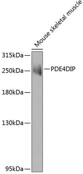 Western Blot: Myomegalin Antibody [NBP3-38462] - Western blot analysis of lysates from mouse skeletal muscle, using Myomegalin Rabbit pAb at 1:1000 dilution.Secondary antibody: HRP-conjugated Goat anti-Rabbit IgG (H+L) at 1:10000 dilution.Lysates/proteins: 25ug per lane.Blocking buffer: 3% nonfat dry milk in TBST.Detection: ECL Enhanced Kit.Exposure time: 60s.