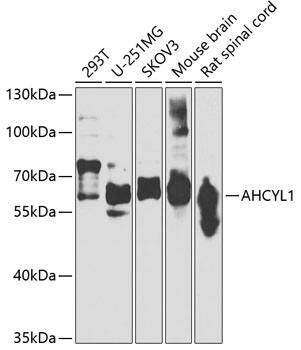 Western Blot: AHCYL1 Antibody [NBP3-38463] - Western blot analysis of various lysates using AHCYL1 Rabbit pAb at 1:1000 dilution.Secondary antibody: HRP-conjugated Goat anti-Rabbit IgG (H+L) at 1:10000 dilution.Lysates/proteins: 25ug per lane.Blocking buffer: 3% nonfat dry milk in TBST.Detection: ECL Basic Kit.Exposure time: 90s.