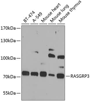 Western Blot RASGRP3 Antibody - BSA Free