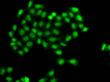 Immunocytochemistry/ Immunofluorescence: PHF11 Antibody [NBP3-38467] - Immunofluorescence analysis of A549 cells using PHF11 Rabbit pAb at 1:500 dilution.