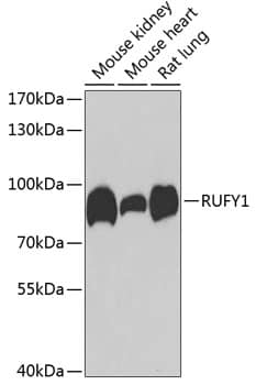 Western Blot: RUFY1 Antibody [NBP3-38472] - Western blot analysis of various lysates using RUFY1 Rabbit pAb at 1:1000 dilution.Secondary antibody: HRP-conjugated Goat anti-Rabbit IgG (H+L) at 1:10000 dilution.Lysates/proteins: 25ug per lane.Blocking buffer: 3% nonfat dry milk in TBST.Detection: ECL Enhanced Kit.Exposure time: 90s.