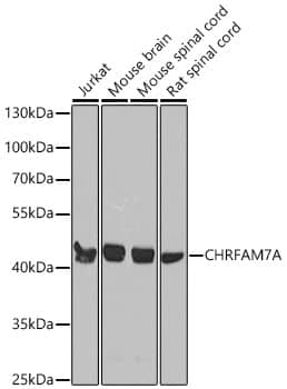 N/A CHRFAM7A Antibody