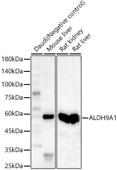 Western Blot: ALDH9A1 Antibody [NBP3-38479] - Western blot analysis of various lysates, using ALDH9A1 Rabbit pAb at 1:1500 dilution.Secondary antibody: HRP-conjugated Goat anti-Rabbit IgG (H+L) at 1:10000 dilution.Lysates/proteins: 25ug per lane.Blocking buffer: 3% nonfat dry milk in TBST.Detection: ECL Basic Kit.Exposure time: 60s.