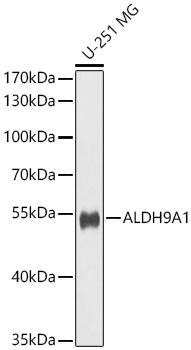 Western Blot: ALDH9A1 Antibody [NBP3-38479] - Western Blot analysis of lysates from U-251 MG cells using ALDH9A1 Rabbit pAb at 1:1000 dilution.Secondary antibody: HRP-conjugated Goat anti-Rabbit IgG (H+L) at 1:10000 dilution.Lysates/proteins: 25 ug per lane.Blocking buffer: 3% nonfat dry milk in TBST.Detection: ECL Basic Kit.Exposure time: 60s.