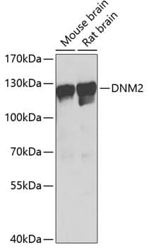 Western Blot: Dynamin 2 Antibody [NBP3-38480] - Western blot analysis of various lysates using Dynamin 2 Rabbit pAb at 1:1000 dilution.Secondary antibody: HRP-conjugated Goat anti-Rabbit IgG (H+L) at 1:10000 dilution.Lysates/proteins: 25ug per lane.Blocking buffer: 3% nonfat dry milk in TBST.Detection: ECL Basic Kit.Exposure time: 15s.