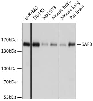 Western Blot: SAFB Antibody [NBP3-38485] - Western blot analysis of various lysates using SAFB Rabbit pAb at 1:1000 dilution.Secondary antibody: HRP-conjugated Goat anti-Rabbit IgG (H+L) at 1:10000 dilution.Lysates/proteins: 25ug per lane.Blocking buffer: 3% nonfat dry milk in TBST.Detection: ECL Basic Kit.Exposure time: 1s.