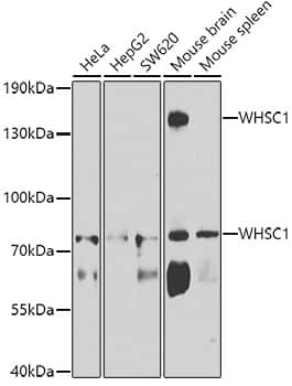 Western Blot: WHSC1 Antibody [NBP3-38487] - Western blot analysis of various lysates using WHSC1 Rabbit pAb at 1:1000 dilution.Secondary antibody: HRP-conjugated Goat anti-Rabbit IgG (H+L) at 1:10000 dilution.Lysates/proteins: 25ug per lane.Blocking buffer: 3% nonfat dry milk in TBST.Detection: ECL Basic Kit.Exposure time: 90s.