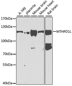 Western Blot: MTHFD1L Antibody [NBP3-38490] - Western blot analysis of various lysates using MTHFD1L Rabbit pAb at 1:1000 dilution.Secondary antibody: HRP-conjugated Goat anti-Rabbit IgG (H+L) at 1:10000 dilution.Lysates/proteins: 25ug per lane.Blocking buffer: 3% nonfat dry milk in TBST.Detection: ECL Basic Kit.Exposure time: 90s.