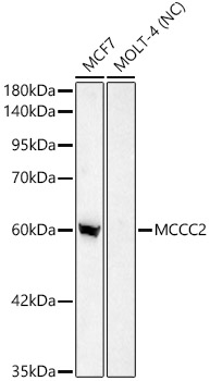 Western Blot: MCCC2 Antibody [NBP3-38493] - Western Blot analysis of various lysates using MCCC2 Rabbit pAb at 1:2000 dilution.Secondary antibody: HRP Goat Anti-Rabbit IgG (H+L) at 1:10000 dilution.Lysates/proteins: 25 ug per lane.Blocking buffer: 3% nonfat dry milk in TBST.Detection: ECL Basic Kit.Negative control (NC): MOLT-4.Exposure time: 30s.