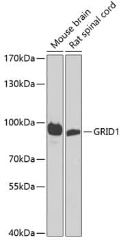 Western Blot GRID1 Antibody - BSA Free
