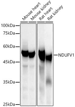 Western Blot: NDUFV1 Antibody [NBP3-38496] - Western blot analysis of various lysates using NDUFV1 Rabbit pAb at 1:500 dilution.Secondary antibody: HRP-conjugated Goat anti-Rabbit IgG (H+L) at 1:10000 dilution.Lysates/proteins: 25ug per lane.Blocking buffer: 3% nonfat dry milk in TBST.Detection: ECL Basic Kit.Exposure time: 10s.