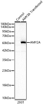 Western Blot: Pancreatic Amylase Alpha Antibody [NBP3-38499] - Western Blot analysis of lysates from wild type (WT) and 293T cells transfected with Pancreatic Amylase Alpha using Pancreatic Amylase Alpha Rabbit pAbat 1:1000 dilution. Secondary antibody:HRP Goat Anti-Rabbit IgG (H+L)at 1:10000 dilution.Lysates/proteins: 25 ug per lane.Blocking buffer: 3% nonfat dry milk in TBST.Detection:ECL Basic Kit.Exposuretime: 10s.