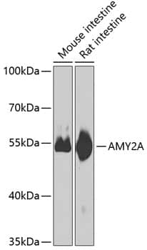 Western Blot: Pancreatic Amylase Alpha Antibody [NBP3-38499] - Western blot analysis of lysates from wild type (WT) and 293T cells transfected with Pancreatic Amylase Alpha using Pancreatic Amylase Alpha Rabbit pAb at 1:1000 dilution. Secondary antibody: HRP-conjugated Goat anti-Rabbit IgG (H+L) at 1:10000 dilution.Lysates/proteins: 25 ug per lane.Blocking buffer: 3% nonfat dry milk in TBST.Detection: ECL Basic Kit.Exposure time: 10s.