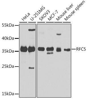 Western Blot: RFC5 Antibody [NBP3-38501] - Western blot analysis of various lysates using RFC5 Rabbit pAb at 1:1000 dilution.Secondary antibody: HRP-conjugated Goat anti-Rabbit IgG (H+L) at 1:10000 dilution.Lysates/proteins: 25ug per lane.Blocking buffer: 3% nonfat dry milk in TBST.Detection: ECL Basic Kit.Exposure time: 30s.