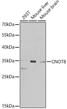 Western Blot: CNOT8 Antibody [NBP3-38502] - Western blot analysis of various lysates using CNOT8 Rabbit pAb at 1:1000 dilution.Secondary antibody: HRP-conjugated Goat anti-Rabbit IgG (H+L) at 1:10000 dilution.Lysates/proteins: 25ug per lane.Blocking buffer: 3% nonfat dry milk in TBST.Detection: ECL Basic Kit.Exposure time: 90s.