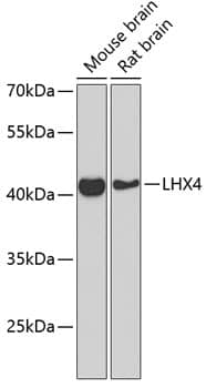 Western Blot Lhx4 Antibody