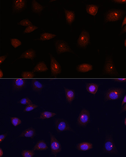 Immunocytochemistry/ Immunofluorescence: Centrin 3 Antibody [NBP3-38508] - Immunofluorescence analysis of L929 cells using Centrin 3 Rabbit pAb at dilution of 1:100. Blue: DAPI for nuclear staining.