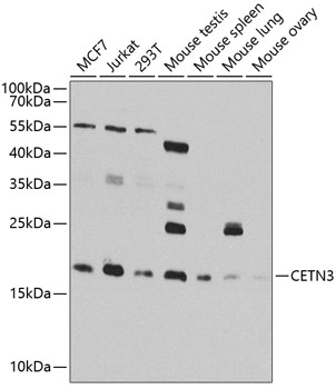 Western Blot: Centrin 3 Antibody [NBP3-38508] - Western blot analysis of various lysates using Centrin 3 Rabbit pAb at 1:1000 dilution.Secondary antibody: HRP-conjugated Goat anti-Rabbit IgG (H+L) at 1:10000 dilution.Lysates/proteins: 25ug per lane.Blocking buffer: 3% nonfat dry milk in TBST.Detection: ECL Basic Kit.Exposure time: 90s.
