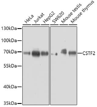 Western Blot: Cleavage stimulation factor 2 Antibody [NBP3-38509] - Western blot analysis of various lysates using Cleavage stimulation factor 2 Rabbit pAb at 1:3000 dilution.Secondary antibody: HRP-conjugated Goat anti-Rabbit IgG (H+L) at 1:10000 dilution.Lysates/proteins: 25ug per lane.Blocking buffer: 3% nonfat dry milk in TBST.Detection: ECL Enhanced Kit.Exposure time: 20s.
