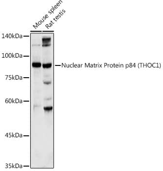 Western Blot: hHpr1-p84-Thoc1 Antibody [NBP3-38514] - Western blot analysis of various lysates using hHpr1-p84-Thoc1(THOC1) Rabbit pAb at 1:1000 dilution.Secondary antibody: HRP-conjugated Goat anti-Rabbit IgG (H+L) at 1:10000 dilution.Lysates/proteins: 25ug per lane.Blocking buffer: 3% nonfat dry milk in TBST.Detection: ECL Basic Kit.Exposure time: 30s.