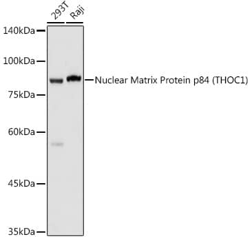 Western Blot: hHpr1-p84-Thoc1 Antibody [NBP3-38514] - Western blot analysis of various lysates using hHpr1-p84-Thoc1(THOC1) Rabbit pAb at 1:1000 dilution.Secondary antibody: HRP-conjugated Goat anti-Rabbit IgG (H+L) at 1:10000 dilution.Lysates/proteins: 25ug per lane.Blocking buffer: 3% nonfat dry milk in TBST.Detection: ECL Basic Kit.Exposure time: 1s.