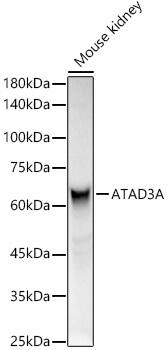 Western Blot: ATAD3A Antibody [NBP3-38518] - Western blot analysis of lysates from Mouse kidney, using ATAD3A Rabbit pAb at  1:400 dilution.Secondary antibody: HRP-conjugated Goat anti-Rabbit IgG (H+L) at 1:10000 dilution.Lysates/proteins: 25ug per lane.Blocking buffer: 3% nonfat dry milk in TBST.Detection: ECL Basic Kit.Exposure time: 3s.