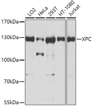 Western Blot: XPC Antibody [NBP3-38529] - Western blot analysis of various lysates using XPC Rabbit pAb at 1:1000 dilution.Secondary antibody: HRP-conjugated Goat anti-Rabbit IgG (H+L) at 1:10000 dilution.Lysates/proteins: 25ug per lane.Blocking buffer: 3% nonfat dry milk in TBST.Detection: ECL Enhanced Kit.Exposure time: 5s.