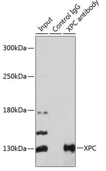 Immunoprecipitation: XPC Antibody [NBP3-38529] - Immunoprecipitation analysis of 200 ug extracts of 293T cells using 3 ug XPC antibody ( A8354). Western blot was performed from the immunoprecipitate using XPC antibody ( A8354) at a dilution of 1:1000.