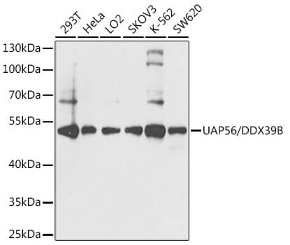 Western Blot: UAP56 Antibody [NBP3-38530] - Western blot analysis of various lysates using UAP56 Rabbit pAb at 1:1000 dilution.Secondary antibody: HRP-conjugated Goat anti-Rabbit IgG (H+L) at 1:10000 dilution.Lysates/proteins: 25ug per lane.Blocking buffer: 3% nonfat dry milk in TBST.Detection: ECL Basic Kit.Exposure time: 5s.