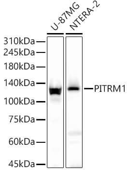 Western Blot: PITRM1 Antibody [NBP3-38531] - Western blot analysis of various lysates, using PITRM1 Rabbit pAb at 1:6600 dilution.Secondary antibody: HRP-conjugated Goat anti-Rabbit IgG (H+L) at 1:10000 dilution.Lysates/proteins: 25ug per lane.Blocking buffer: 3% nonfat dry milk in TBST.Detection: ECL Basic Kit.Exposure time: 90s.