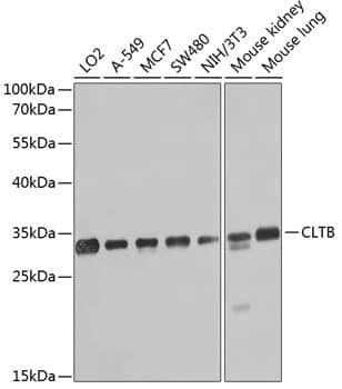 Western Blot: CLTB Antibody [NBP3-38536] - Western blot analysis of various lysates using CLTB Rabbit pAb at 1:1000 dilution.Secondary antibody: HRP-conjugated Goat anti-Rabbit IgG (H+L) at 1:10000 dilution.Lysates/proteins: 25ug per lane.Blocking buffer: 3% nonfat dry milk in TBST.Detection: ECL Basic Kit.Exposure time: 10s.