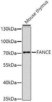 Western Blot: FANCE Antibody [NBP3-38539] - Western blot analysis of lysates from mouse thymus, using FANCE Rabbit pAb at 1:1000 dilution.Secondary antibody: HRP-conjugated Goat anti-Rabbit IgG (H+L) at 1:10000 dilution.Lysates/proteins: 25ug per lane.Blocking buffer: 3% nonfat dry milk in TBST.Detection: ECL Basic Kit.Exposure time: 10s.