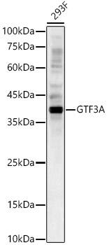 Western Blot: GTF3A Antibody [NBP3-38541] - Western blot analysis of lysates from 293F cells, using GTF3A Rabbit pAb at 1:1000 dilution.Secondary antibody: HRP-conjugated Goat anti-Rabbit IgG (H+L) at 1:10000 dilution.Lysates/proteins: 25ug per lane.Blocking buffer: 3% nonfat dry milk in TBST.Detection: ECL Basic Kit.Exposure time: 30s.