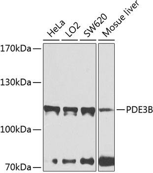 Western Blot: PDE3B Antibody [NBP3-38546] - Western blot analysis of various lysates using PDE3B Rabbit pAb at 1:1000 dilution.Secondary antibody: HRP-conjugated Goat anti-Rabbit IgG (H+L) at 1:10000 dilution.Lysates/proteins: 25ug per lane.Blocking buffer: 3% nonfat dry milk in TBST.Detection: ECL Basic Kit.Exposure time: 40s.