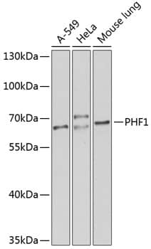 Western Blot: PHF1 Antibody [NBP3-38547] - Western blot analysis of various lysates using PHF1 Rabbit pAb at 1:1000 dilution.Secondary antibody: HRP-conjugated Goat anti-Rabbit IgG (H+L) at 1:10000 dilution.Lysates/proteins: 25ug per lane.Blocking buffer: 3% nonfat dry milk in TBST.Detection: ECL Basic Kit.Exposure time: 90s.