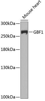 Western Blot: GBF1 Antibody [NBP3-38549] - Western blot analysis of lysates from mouse heart, using GBF1 Rabbit pAb at 1:1000 dilution.Secondary antibody: HRP-conjugated Goat anti-Rabbit IgG (H+L) at 1:10000 dilution.Lysates/proteins: 25ug per lane.Blocking buffer: 3% nonfat dry milk in TBST.Detection: ECL Basic Kit.Exposure time: 90s.