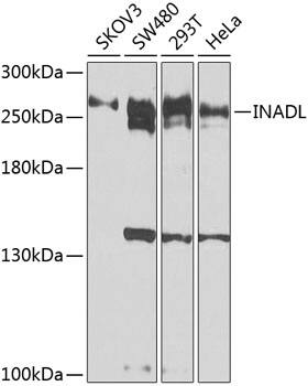 Western Blot: PATJ Antibody [NBP3-38552] - Western blot analysis of various lysates using PATJ Rabbit pAb at 1:1000 dilution.Secondary antibody: HRP-conjugated Goat anti-Rabbit IgG (H+L) at 1:10000 dilution.Lysates/proteins: 25ug per lane.Blocking buffer: 3% nonfat dry milk in TBST.Detection: ECL Basic Kit.Exposure time: 10s.