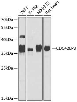 Western Blot: CDC42EP3 Antibody [NBP3-38553] - Western blot analysis of various lysates using CDC42EP3 Rabbit pAb at 1:1000 dilution.Secondary antibody: HRP-conjugated Goat anti-Rabbit IgG (H+L) at 1:10000 dilution.Lysates/proteins: 25ug per lane.Blocking buffer: 3% nonfat dry milk in TBST.Detection: ECL Basic Kit.Exposure time: 90s.