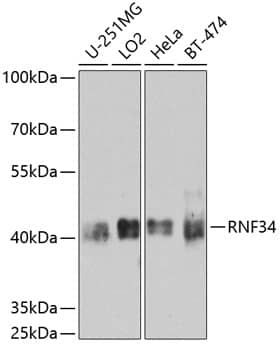 Western Blot: RNF34 Antibody [NBP3-38556] - Western blot analysis of various lysates using RNF34 Rabbit pAb at 1:1000 dilution.Secondary antibody: HRP-conjugated Goat anti-Rabbit IgG (H+L) at 1:10000 dilution.Lysates/proteins: 25ug per lane.Blocking buffer: 3% nonfat dry milk in TBST.Detection: ECL Basic Kit.Exposure time: 90s.