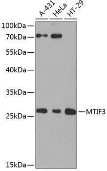 Western Blot: Mitocondrial Translational Initiation Factor 3 Antibody [NBP3-38558] - Western blot analysis of various lysates using Mitocondrial Translational Initiation Factor 3 Rabbit pAb at 1:1000 dilution.Secondary antibody: HRP-conjugated Goat anti-Rabbit IgG (H+L) at 1:10000 dilution.Lysates/proteins: 25ug per lane.Blocking buffer: 3% nonfat dry milk in TBST.Detection: ECL Basic Kit.Exposure time: 90s.