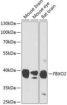 Western Blot: FBXO2 Antibody [NBP3-38564] - Western blot analysis of various lysates using FBXO2 Rabbit pAb at 1:1000 dilution.Secondary antibody: HRP-conjugated Goat anti-Rabbit IgG (H+L) at 1:10000 dilution.Lysates/proteins: 25ug per lane.Blocking buffer: 3% nonfat dry milk in TBST.Detection: ECL Basic Kit.Exposure time: 90s.