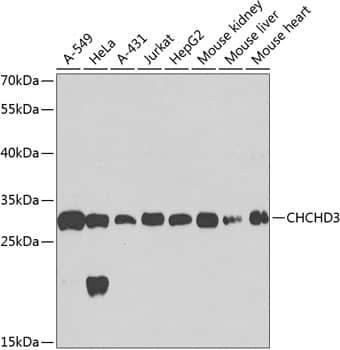 Western Blot: CHCHD3 Antibody [NBP3-38566] - Western blot analysis of various lysates using CHCHD3 Rabbit pAb at 1:1000 dilution.Secondary antibody: HRP-conjugated Goat anti-Rabbit IgG (H+L) at 1:10000 dilution.Lysates/proteins: 25ug per lane.Blocking buffer: 3% nonfat dry milk in TBST.Detection: ECL Basic Kit.Exposure time: 40s.