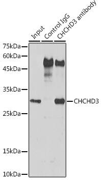 Immunoprecipitation: CHCHD3 Antibody [NBP3-38566] - Immunoprecipitation analysis of 600 ug extracts of Mouse liver cells using 3 ug CHCHD3 antibody. Western blot was performed from the immunoprecipitate using CHCHD3 antibody at a dilution of 1:1000.