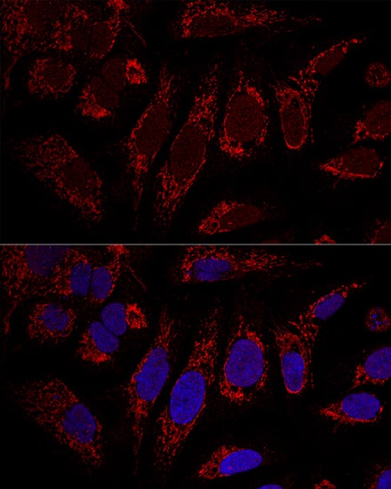 Immunocytochemistry/ Immunofluorescence: CHCHD3 Antibody [NBP3-38566] - Confocal immunofluorescence analysis of U2OS cells using CHCHD3 Rabbit pAb at dilution of 1:100. Blue: DAPI for nuclear staining.