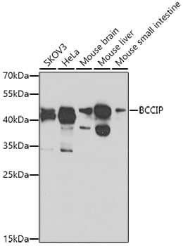 Western Blot BCCIP Antibody - BSA Free