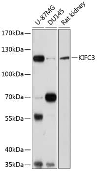 Western Blot: KIFC3 Antibody [NBP3-38569] - Western blot analysis of various lysates using KIFC3 Rabbit pAb at 1:1000 dilution.Secondary antibody: HRP-conjugated Goat anti-Rabbit IgG (H+L) at 1:10000 dilution.Lysates/proteins: 25ug per lane.Blocking buffer: 3% nonfat dry milk in TBST.Detection: ECL Basic Kit.Exposure time: 30s.