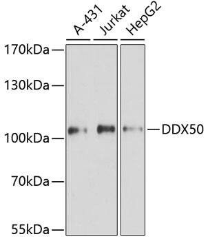 Western Blot: DDX50 Antibody [NBP3-38571] - Western blot analysis of various lysates using DDX50 Rabbit pAb at 1:3000 dilution.Secondary antibody: HRP-conjugated Goat anti-Rabbit IgG (H+L) at 1:10000 dilution.Lysates/proteins: 25ug per lane.Blocking buffer: 3% nonfat dry milk in TBST.Detection: ECL Basic Kit.Exposure time: 90s.