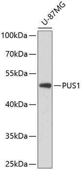 Western Blot: PUS1 Antibody [NBP3-38575] - Western blot analysis of lysates from U-87MG cells, using PUS1 Rabbit pAb at 1:3000 dilution.Secondary antibody: HRP-conjugated Goat anti-Rabbit IgG (H+L) at 1:10000 dilution.Lysates/proteins: 25ug per lane.Blocking buffer: 3% nonfat dry milk in TBST.Detection: ECL Basic Kit.Exposure time: 90s.